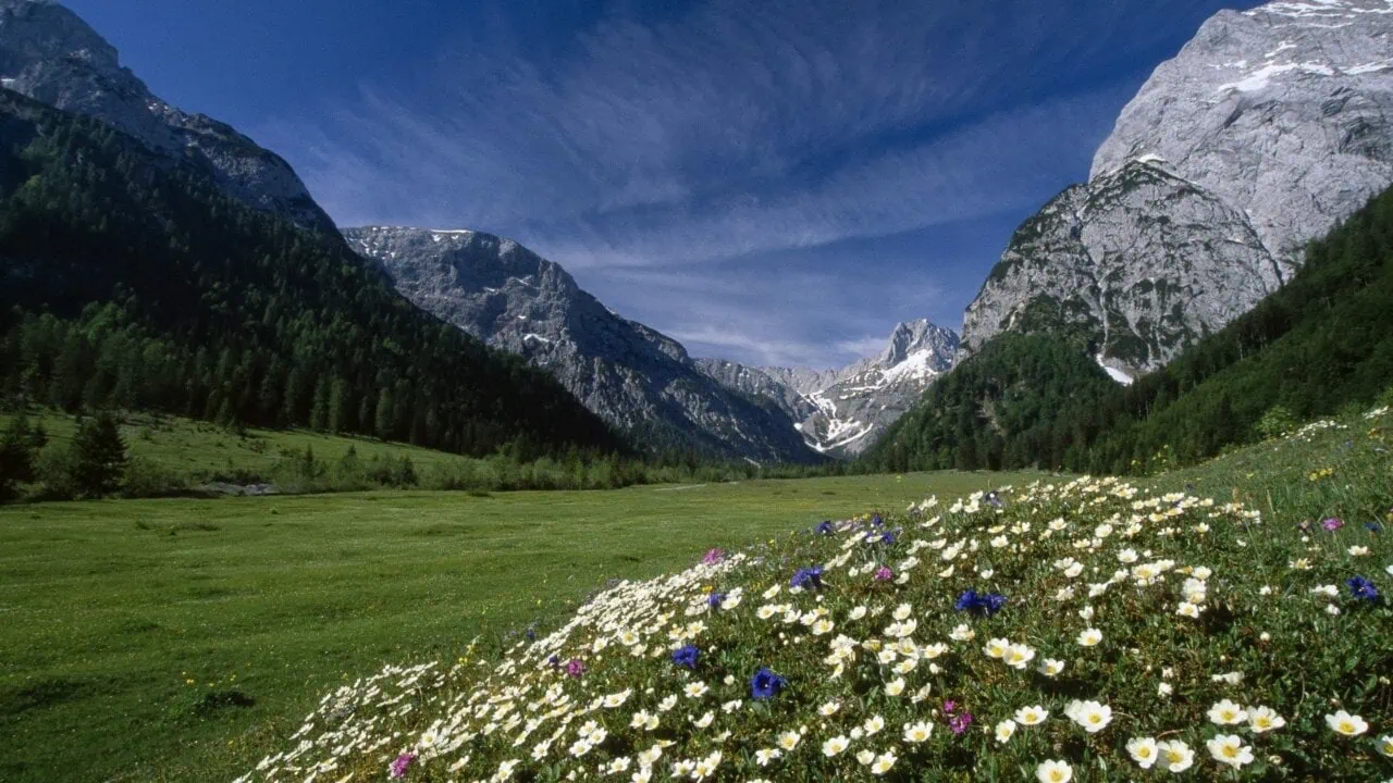 Berglandschaft mit bunten Blumen und strahlend blauem Himmel
